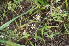 Sisyrinchium albidum
