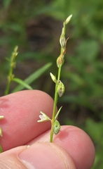 Polygonum douglasii, photograph (c) Dan Riley, some rights reserved (CC BY)