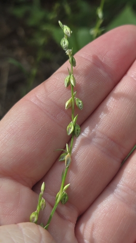 Polygonum douglasii, photograph 3