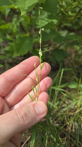 Polygonum douglasii, photograph 4
