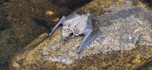 Canyon Bat