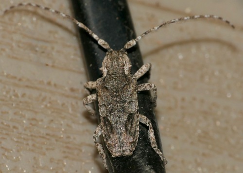 Hecyromorpha plagicollis