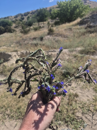 common alkanet