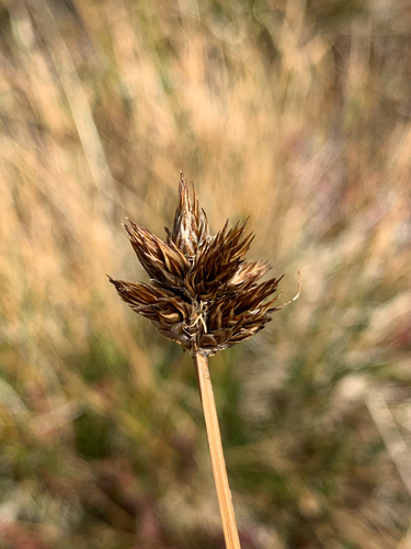 Carex haydeniana, 2026-09-01