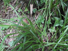 Luzula sylvatica, photograph (c) Susan Marley, some rights reserved (CC BY)