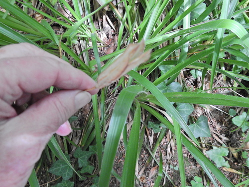 Luzula sylvatica, photograph 4