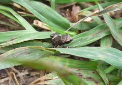 Bufo sachalinensis