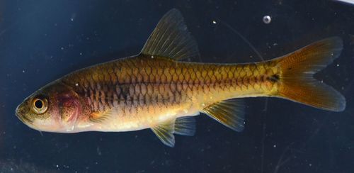 Roodoog-barbeel (Enteromius gurneyi) — Cyprinidae