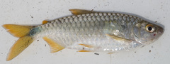 Brycinus imberi