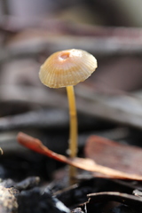 Mycena mijoi