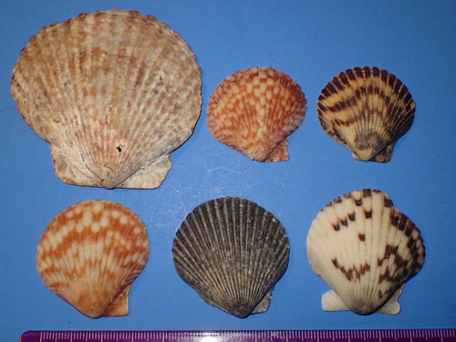 Pacific Calico Scallop