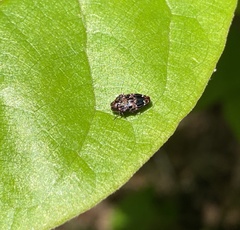 Brachys ovatus