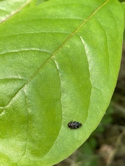 Brachys ovatus