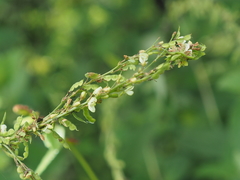 Pleurolobus gangeticus
