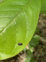 Brachys ovatus
