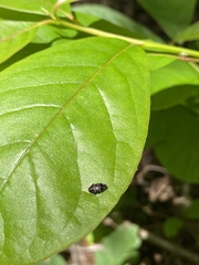 Brachys ovatus