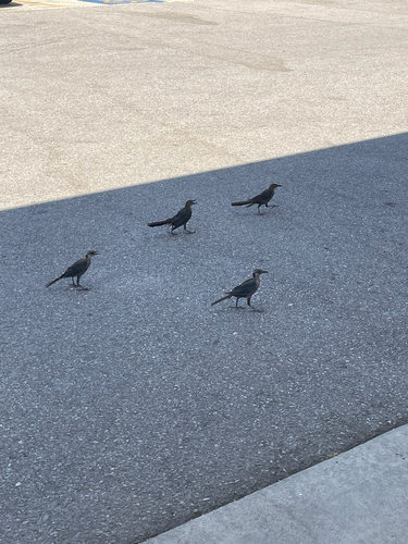 Great-tailed Grackle