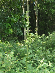 Hyptis capitata