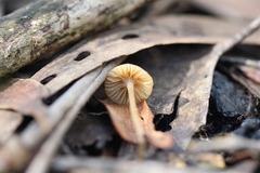 Mycena mijoi