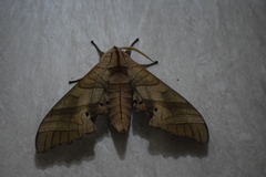 Marumba