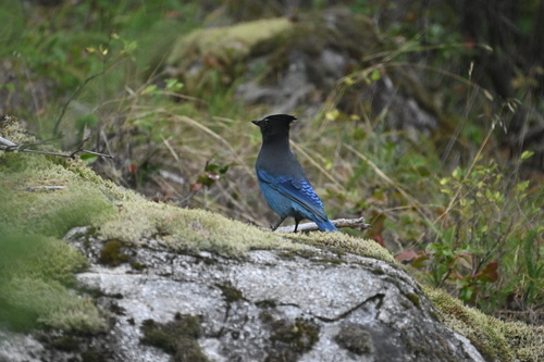 Steller's Jay