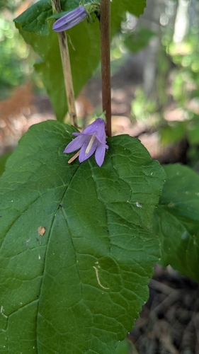 Creeping Bellflower