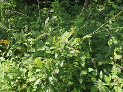 Pleurolobus gangeticus