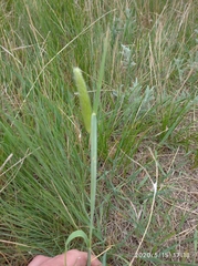 Alopecurus pratensis