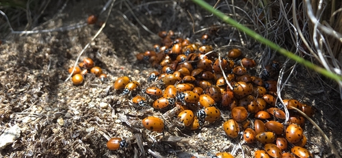 Convergent Lady Beetle
