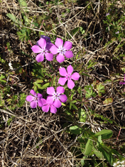 Phlox cuspidata