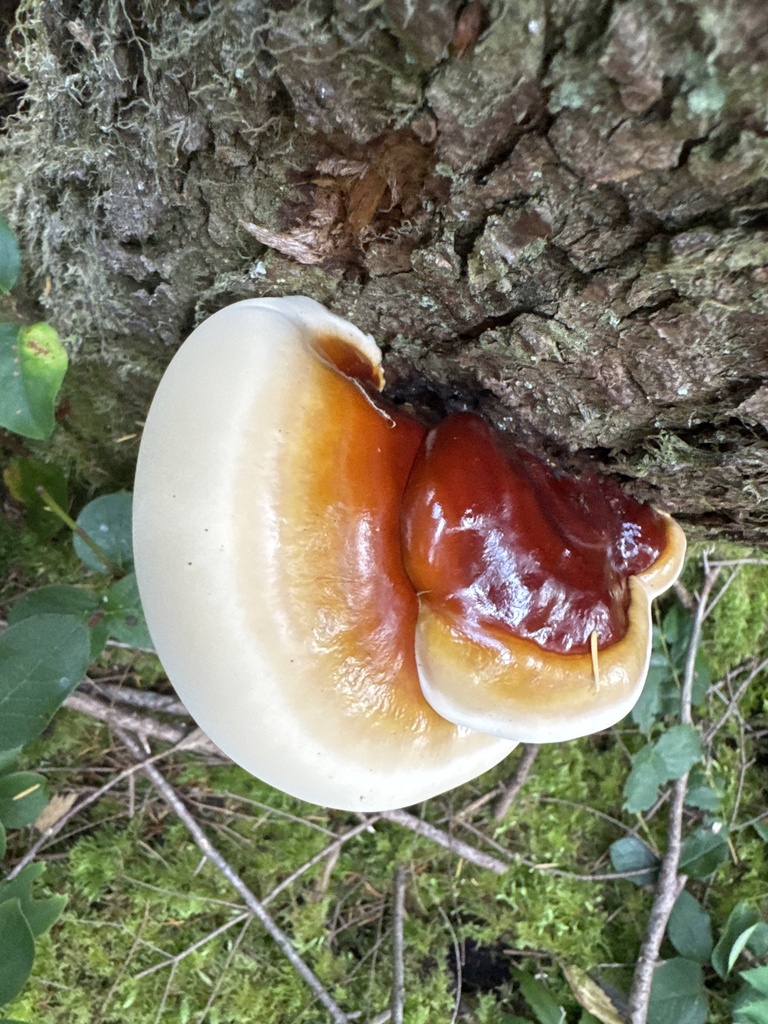 West Coast Reishi · September 2026 · photo: Photo: no rights reserved · iNaturalist