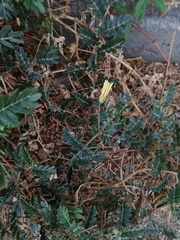 Tribulus cistoides