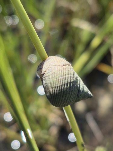 Marsh Periwinkle
