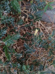 Tribulus cistoides