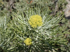 Hymenolepis crithmifolia, photograph (c) Cricket Raspet, some rights reserved (CC BY)