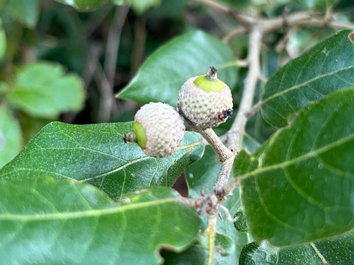 Holm oak