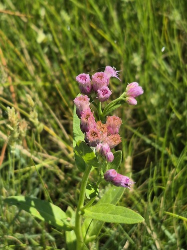 marsh fleabane
