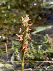 author not stated, no rights reserved Platanthera dilatata, photograph author not stated, no rights reserved