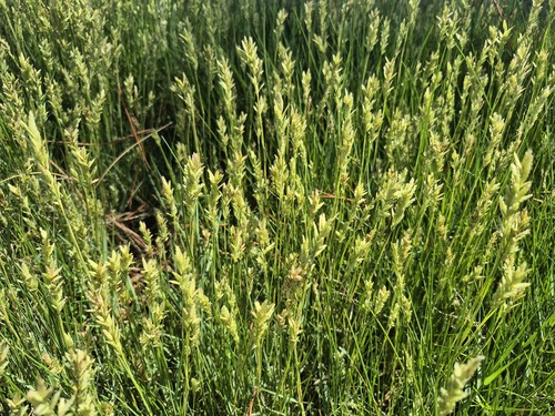 Saltgrass