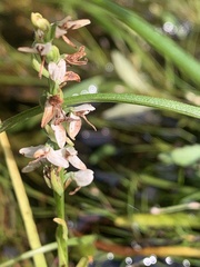 author not stated, no rights reserved Platanthera dilatata, photograph author not stated, no rights reserved