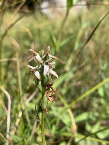 Platanthera dilatata, photograph 6