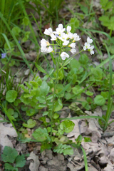 Cardamine tenera