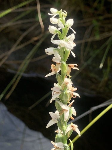 Platanthera dilatata observed 2026-09-06