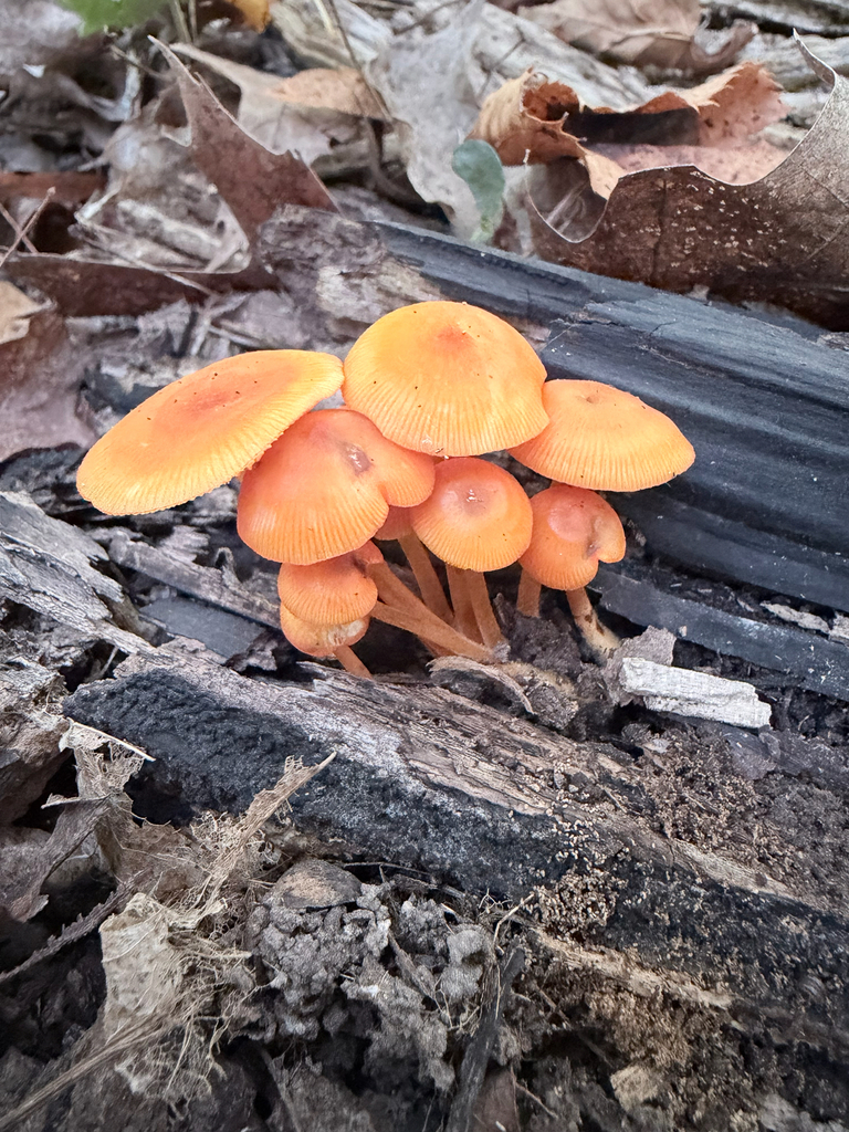 orange mycena · September 2026 · photo: Photo: (c) Erica Tava Johnson, some rights reserved (CC BY) · iNaturalist