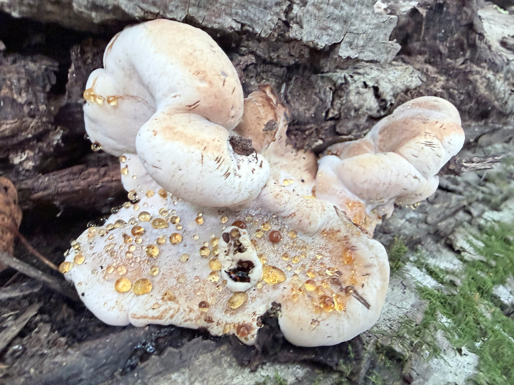 Resinous Polypore · September 2026 · photo: Photo: (c) Erica Tava Johnson, some rights reserved (CC BY) · iNaturalist