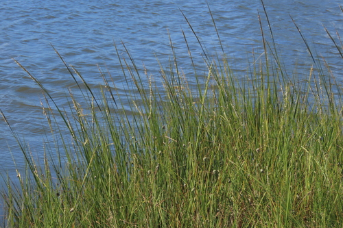 Saltmarsh Cordgrass