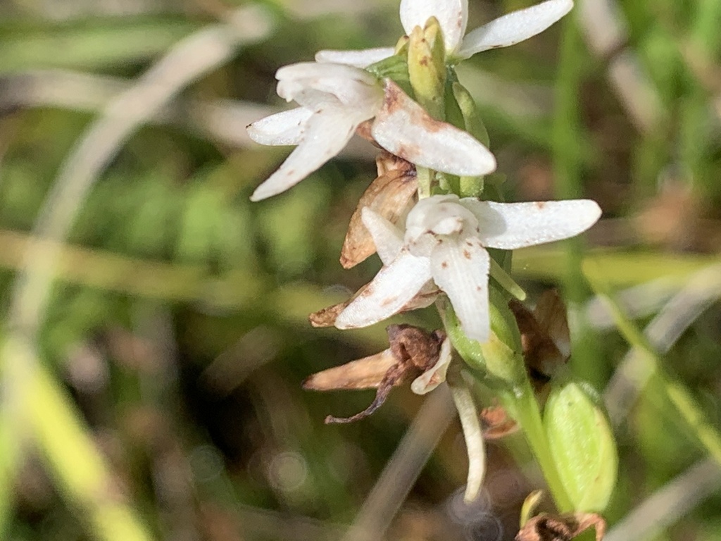 Platanthera dilatata; photograph author not stated, no rights reserved