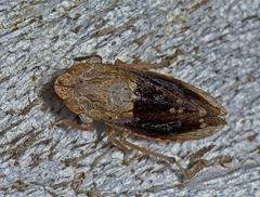 Stenocotis depressa