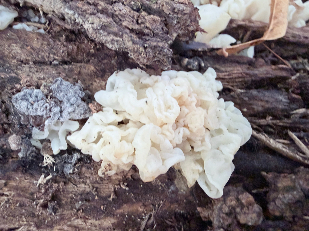 white jelly fungus · September 2026 · photo: Photo: (c) Erica Tava Johnson, some rights reserved (CC BY) · iNaturalist