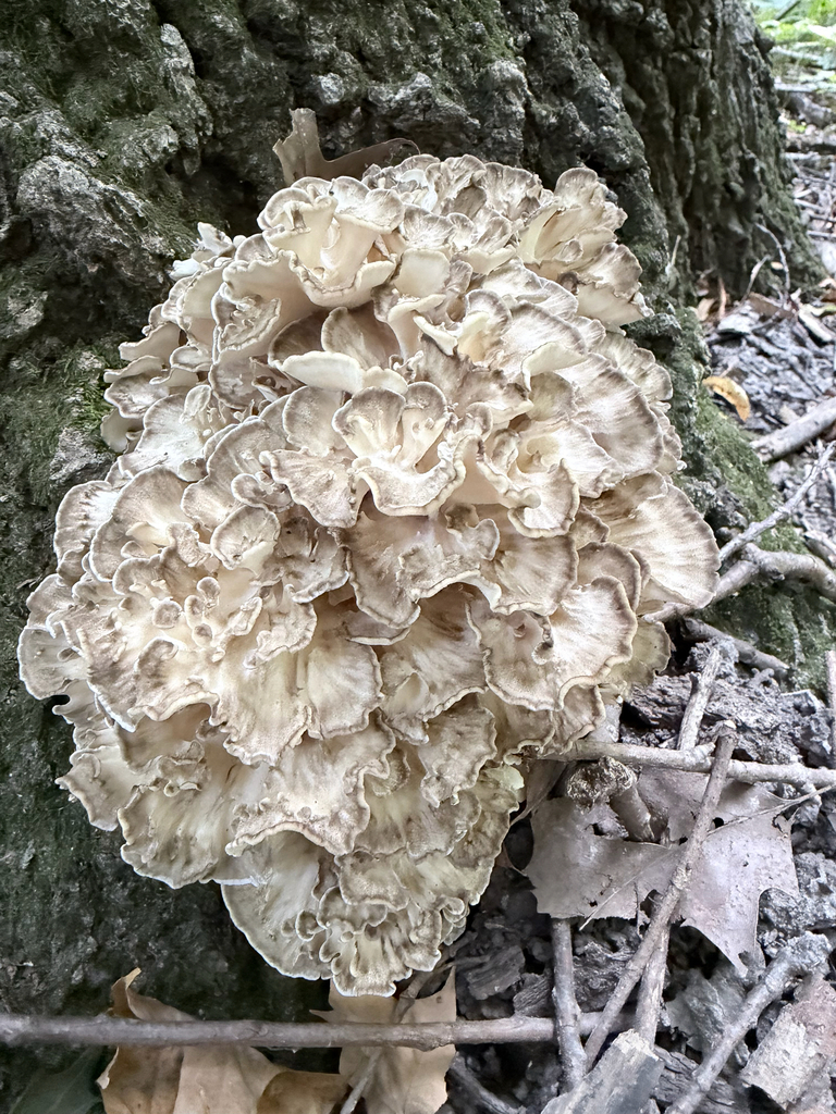 hen of the woods · September 2026 · photo: Photo: (c) Erica Tava Johnson, some rights reserved (CC BY) · iNaturalist